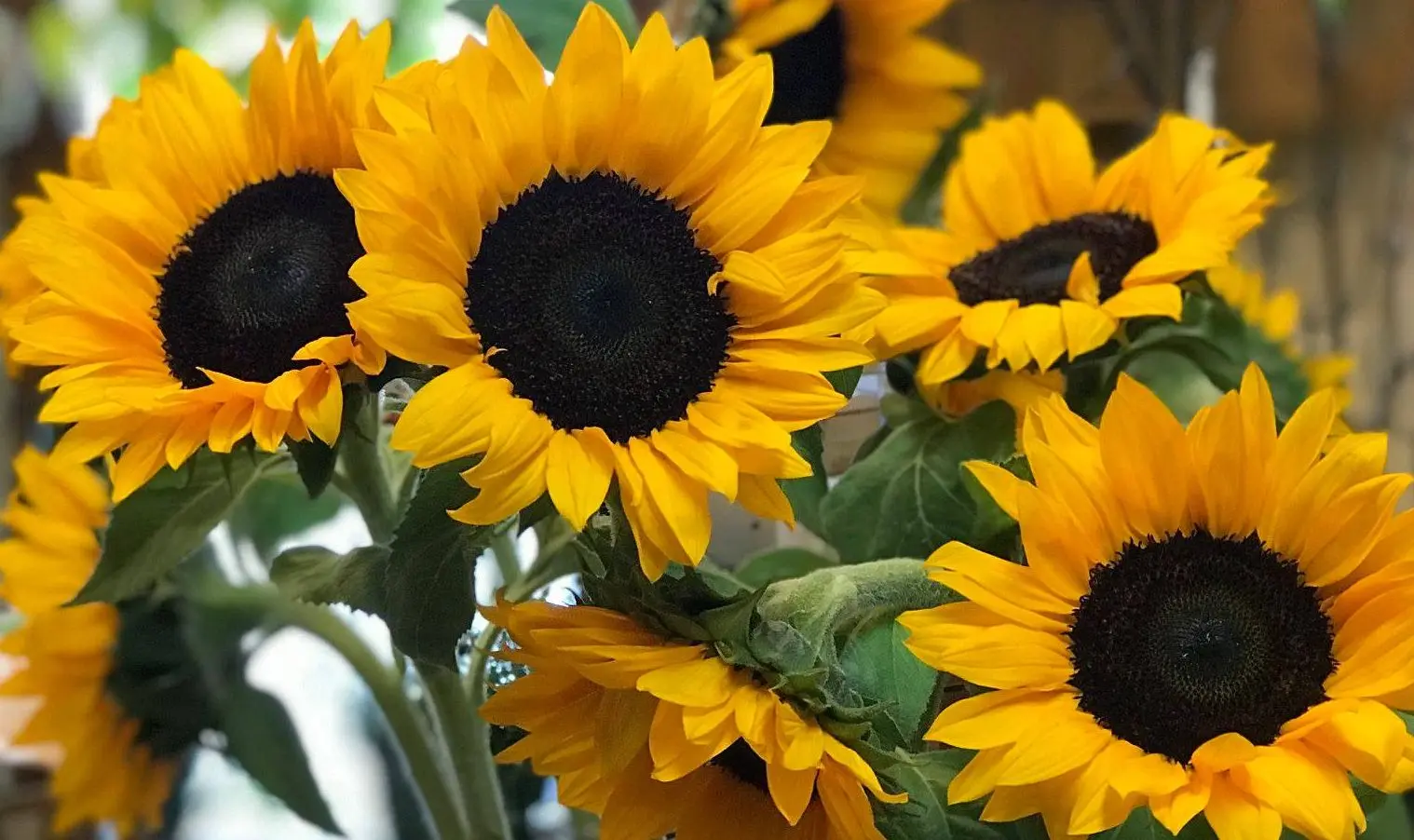Featured flowers Featured flowers