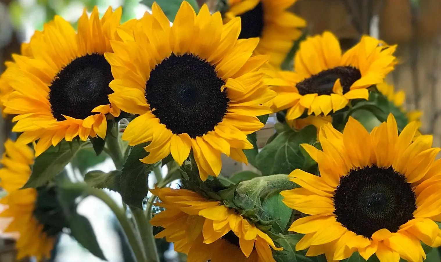 Featured flowers
