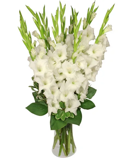Tranquil Light White Gladiolus Vase Tranquil Light White Gladiolus Vase