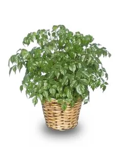 China Doll Aralia Plant China Doll Aralia Plant