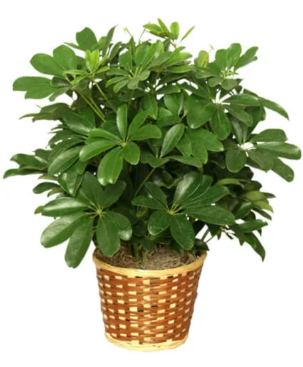 Dwarf Schefflera Dwarf Schefflera