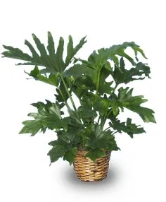 Tree Philodendron Tree Philodendron