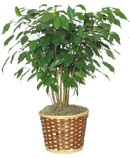 BENJAMIN FIG TREE Ficus benjamina BENJAMIN FIG TREE Ficus benjamina