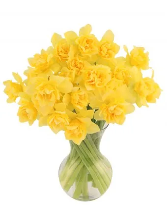 First Sign of Spring Daffodils Bouquet First Sign of Spring Daffodils Bouquet