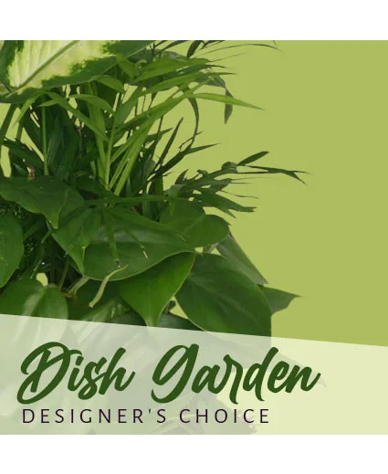 Dish Garden Designer's Choice Dish Garden Designer's Choice