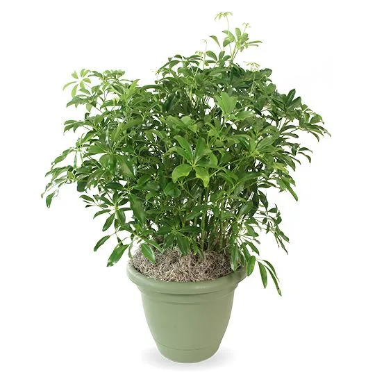 Umbrella Plant Umbrella Plant