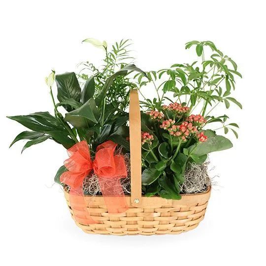 Indoor Garden Basket