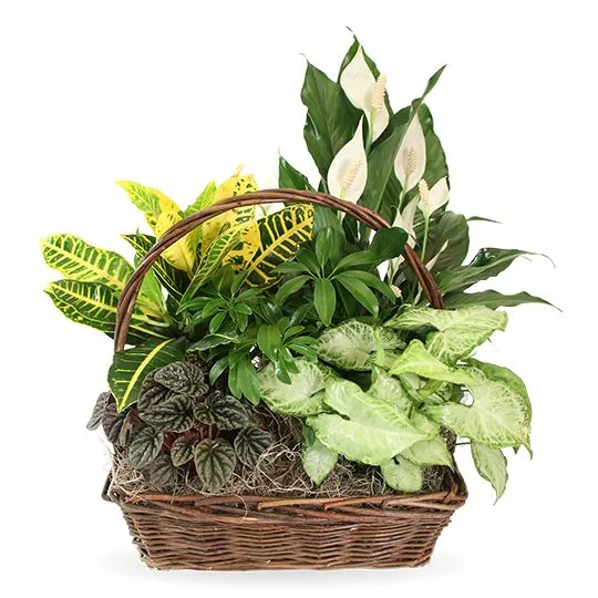 Abundant Greens in 12" Woven Basket Abundant Greens in 12" Woven Basket