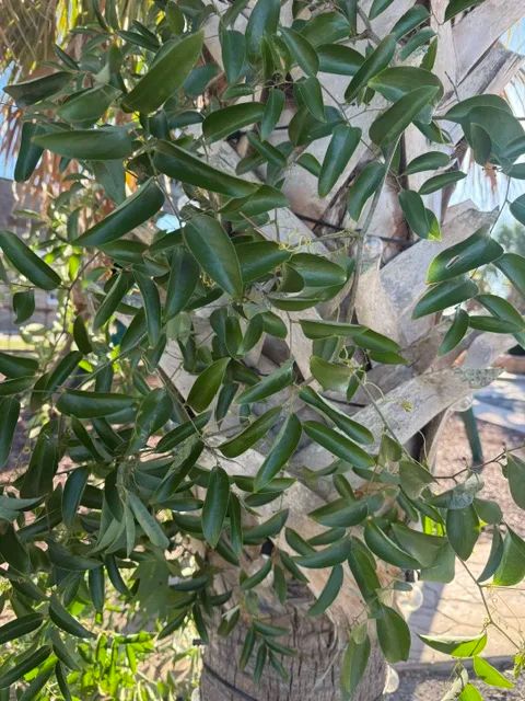 Smilax