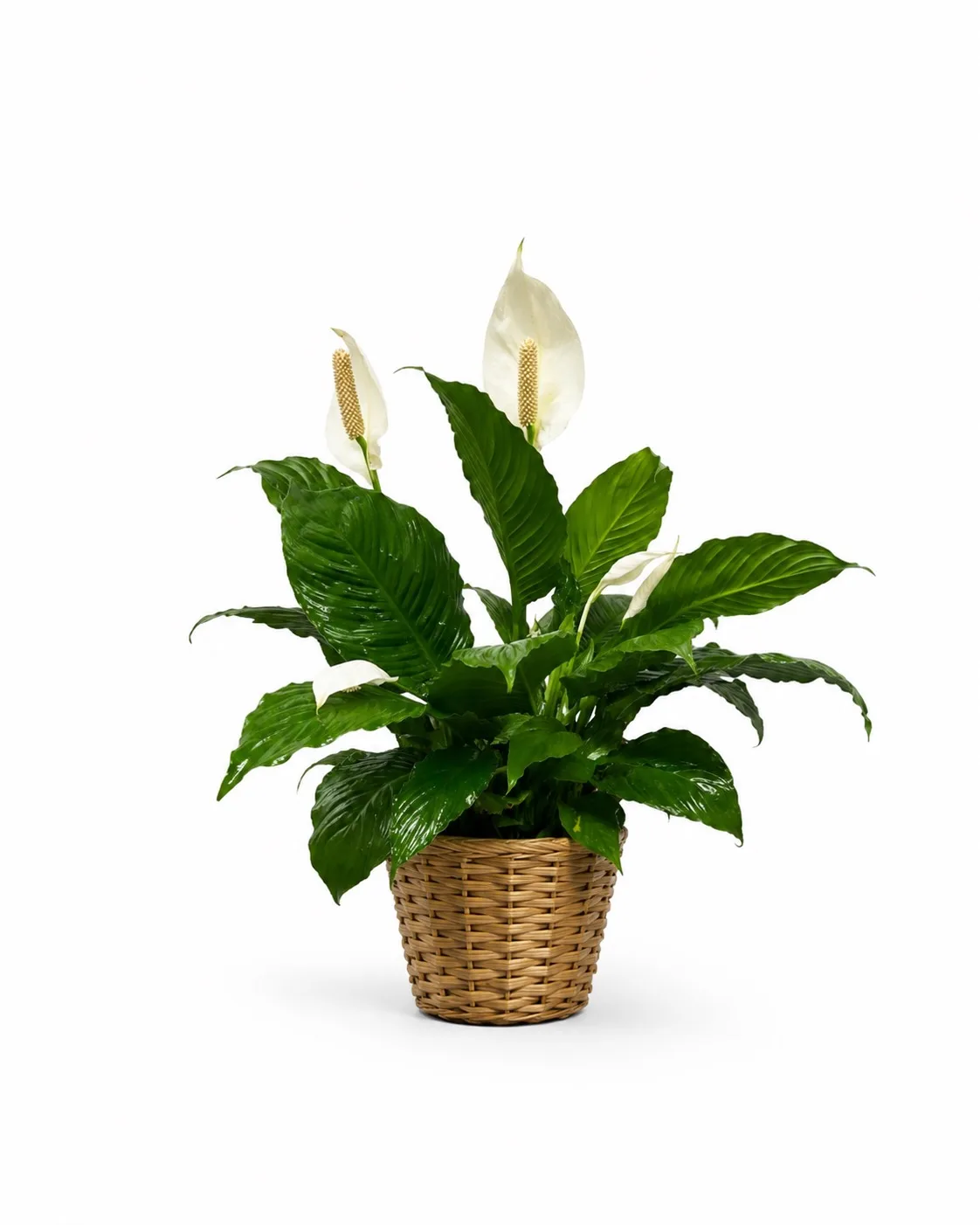 Peace Lily Floor Plant in Boho Basket Peace Lily Floor Plant in Boho Basket