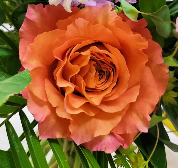 Timeless Twelve Roses Timeless Twelve Roses