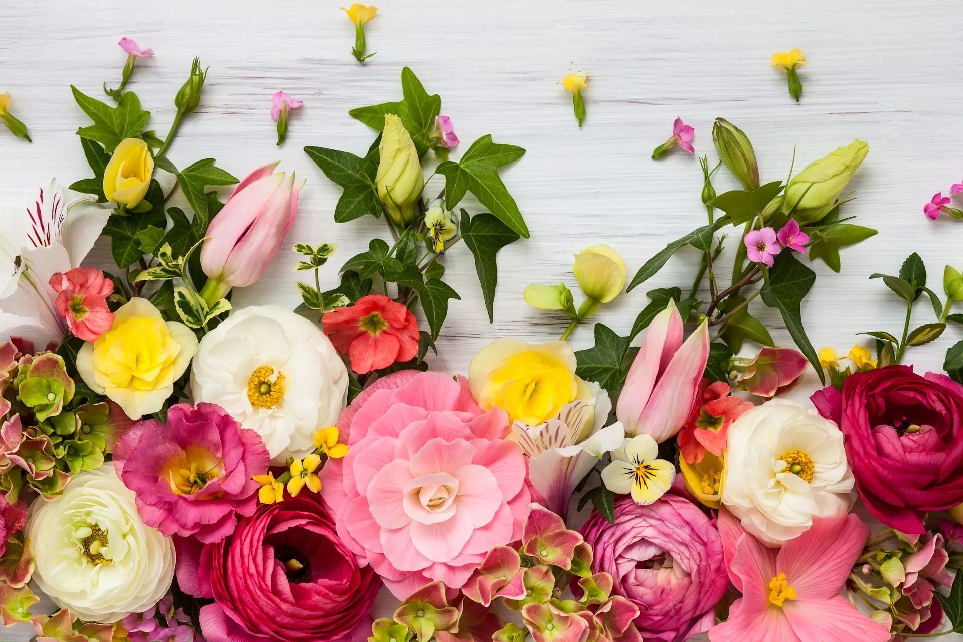 Featured flowers