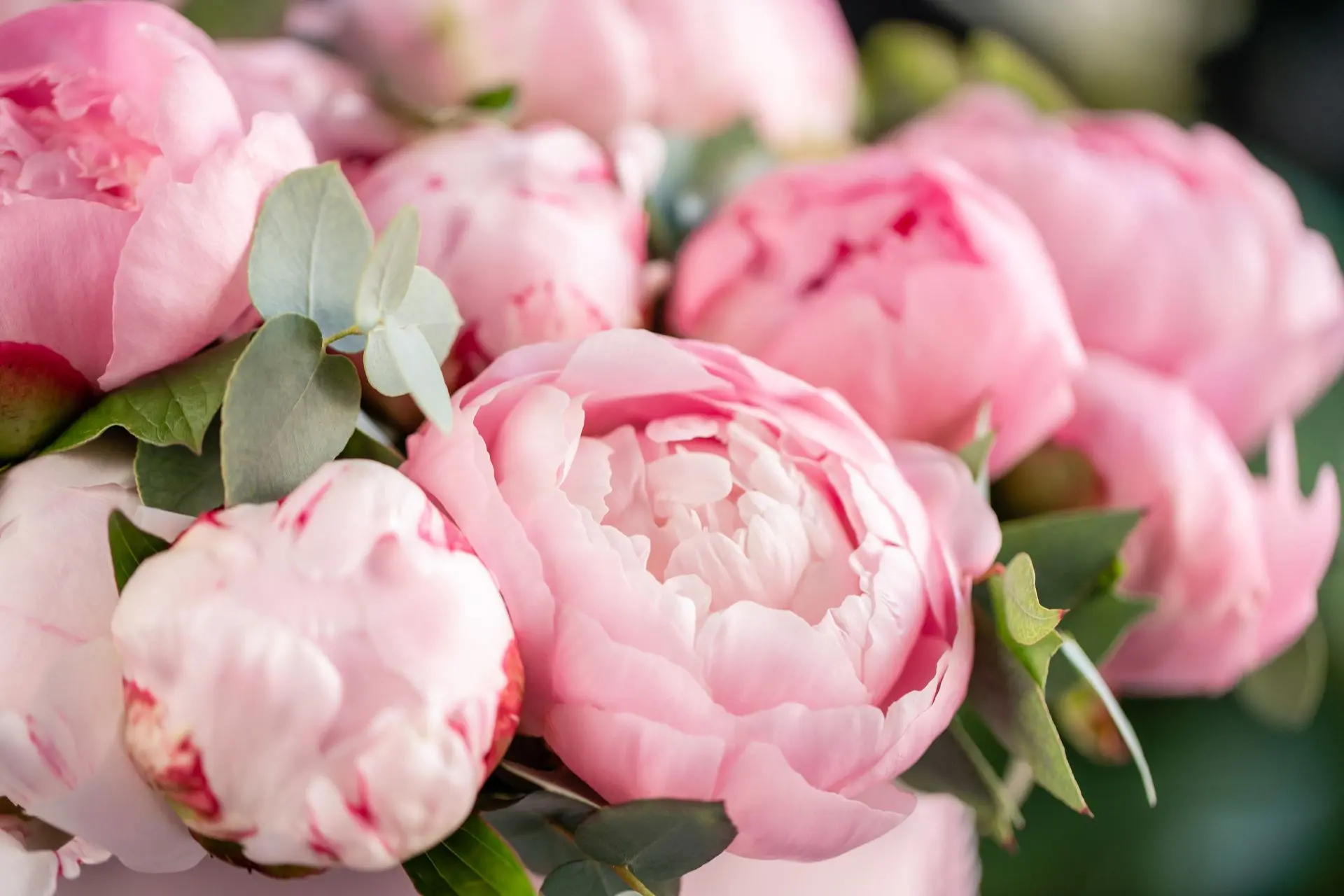 Featured flowers Featured flowers