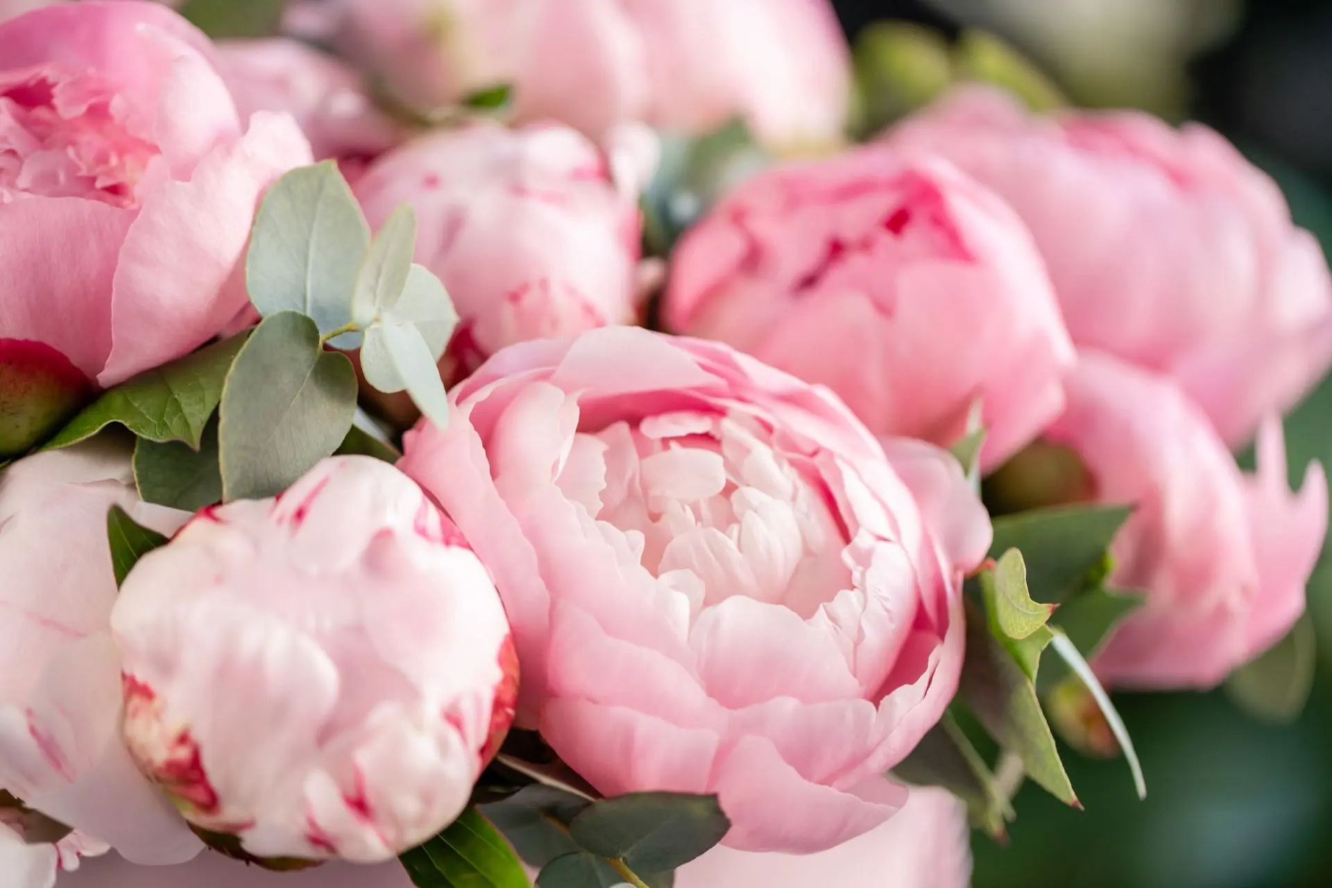 Featured flowers