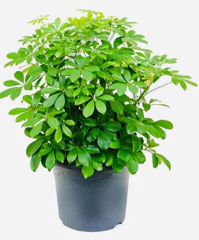 Arbicola Schefflera Plant
