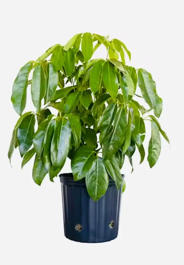 Amate Schefflera Plant Amate Schefflera Plant
