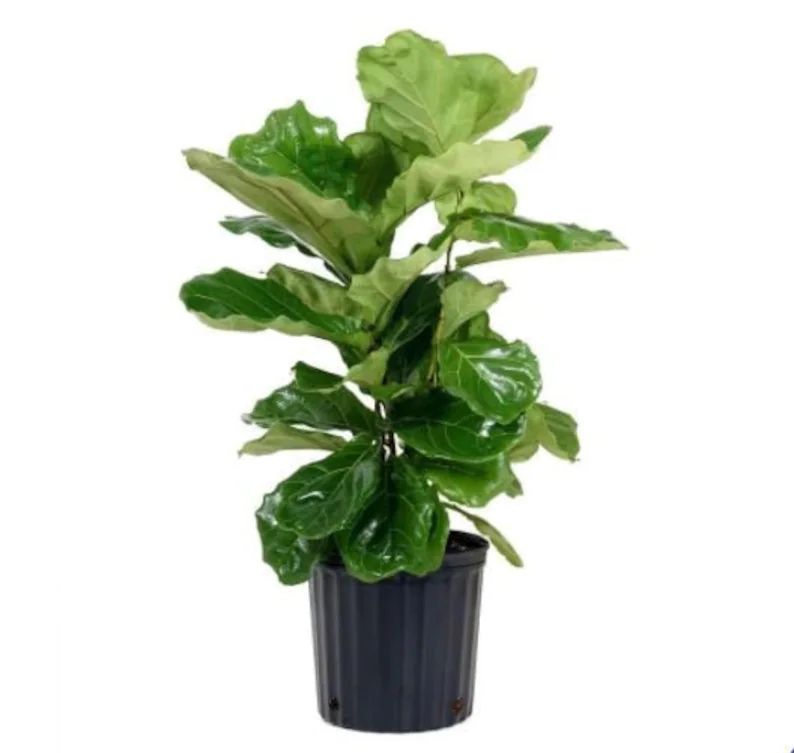 Fiddle leaf Fig Plant