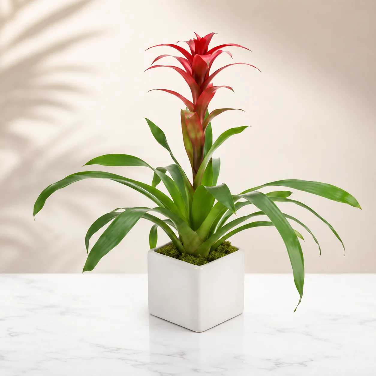 Red Bromeliad in Modern Planter Red Bromeliad in Modern Planter