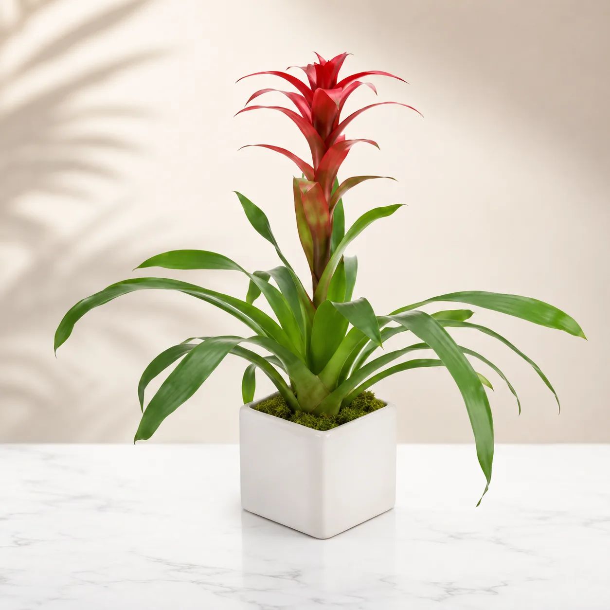 Red Bromeliad in Modern Planter