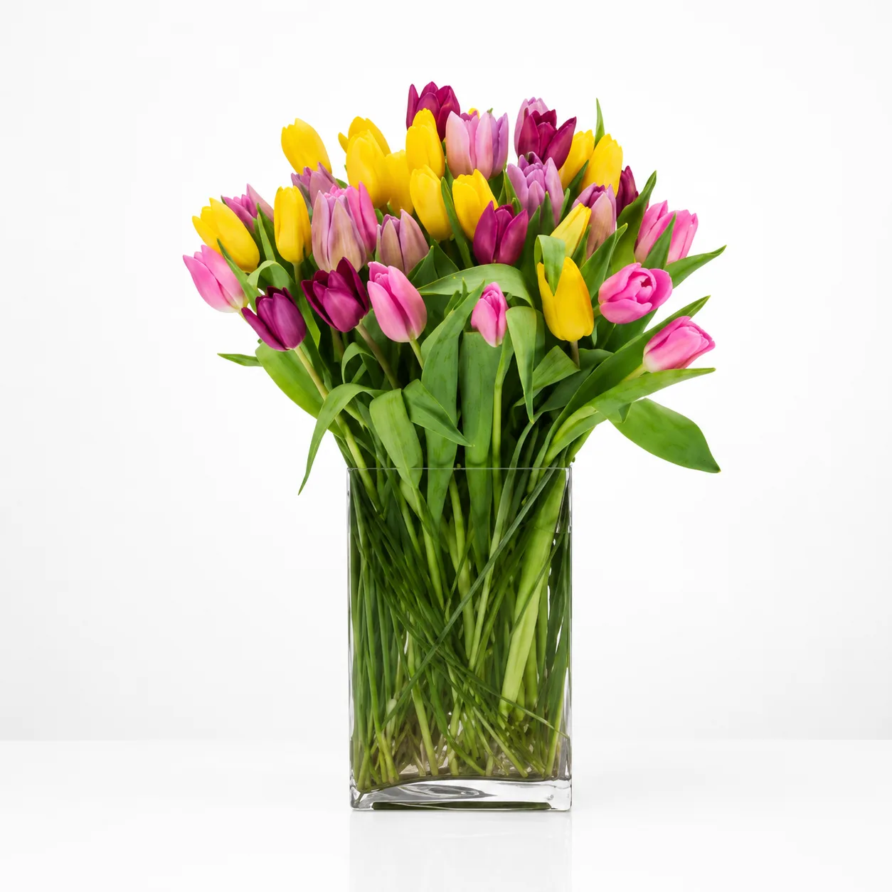 Crazy Tulips Crazy Tulips