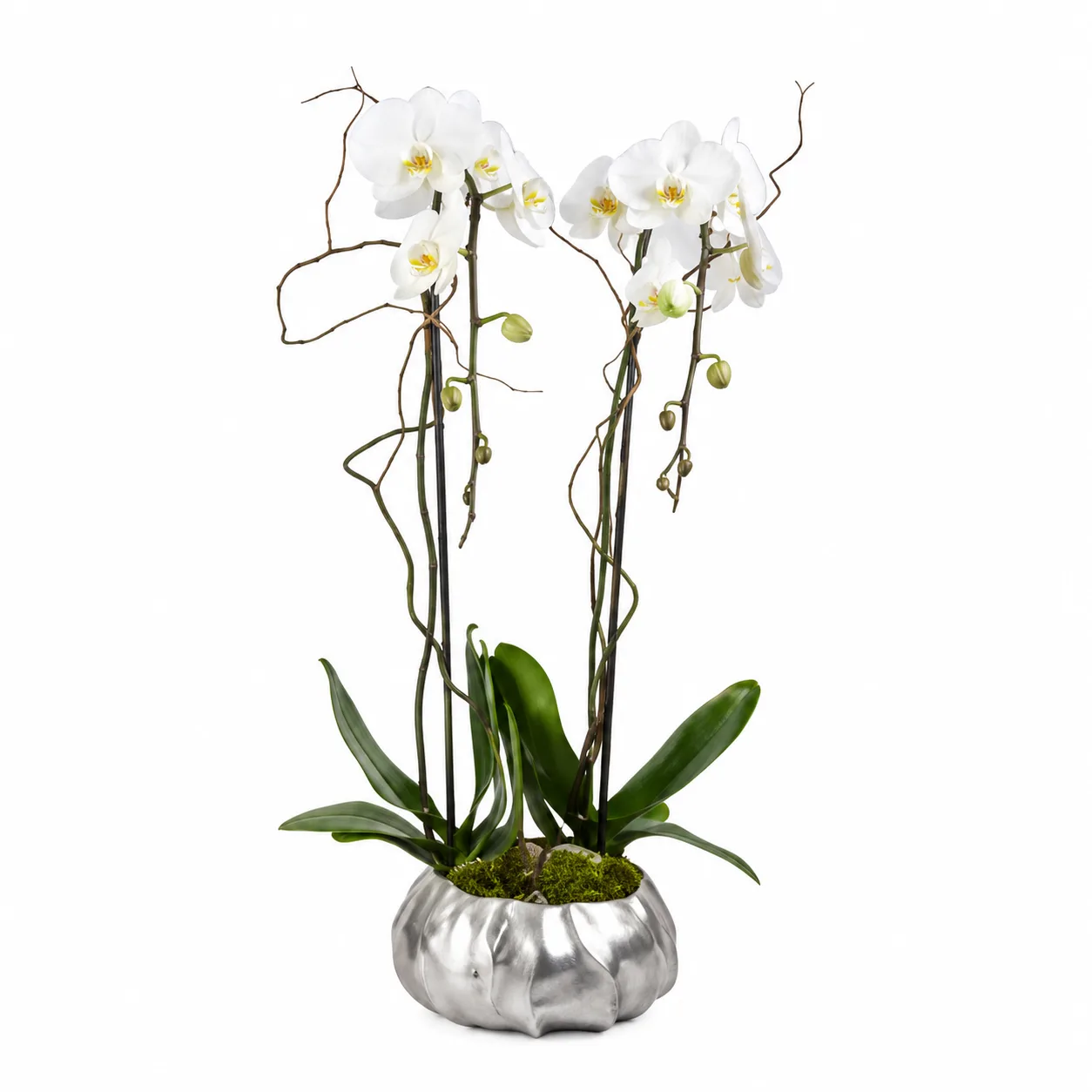 Double Stem White Orchid Garden Double Stem White Orchid Garden