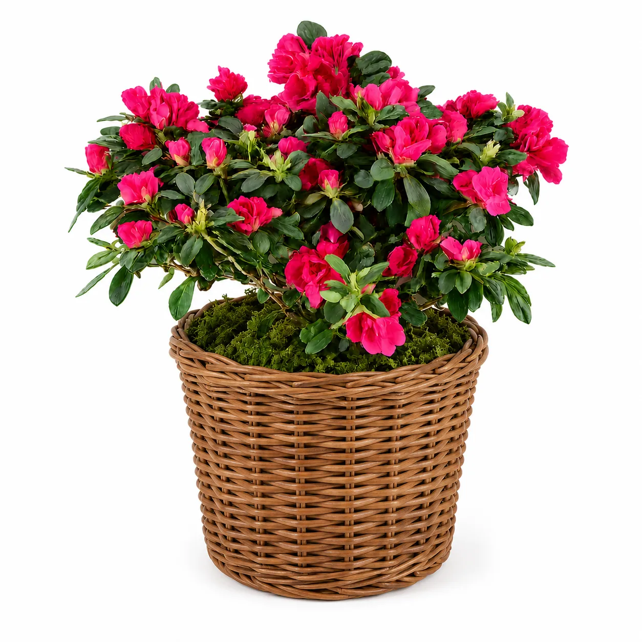Azalea Plant Azalea Plant