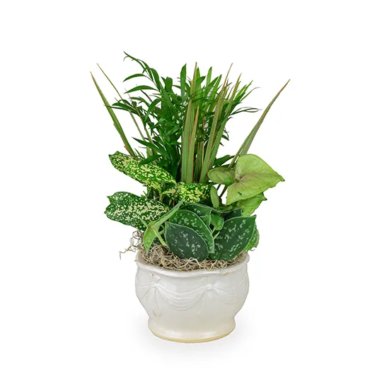 Ceramic Dishgarden Ceramic Dishgarden