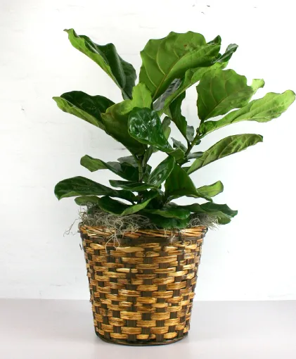 Fiddle Leaf Fig Plant basket Fiddle Leaf Fig Plant basket