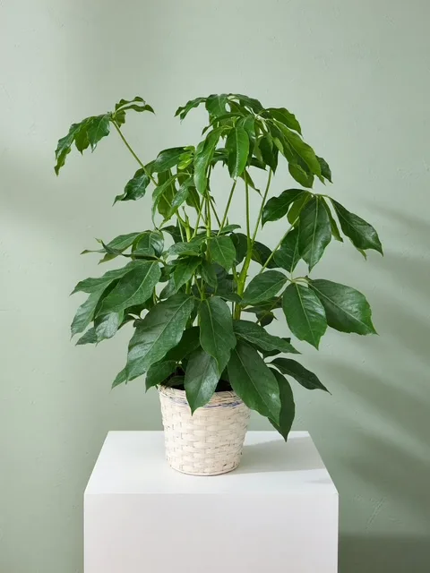 Schefflera Amate Plant Schefflera Amate Plant