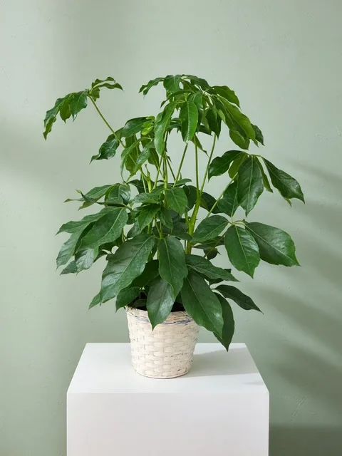 Schefflera Amate Plant