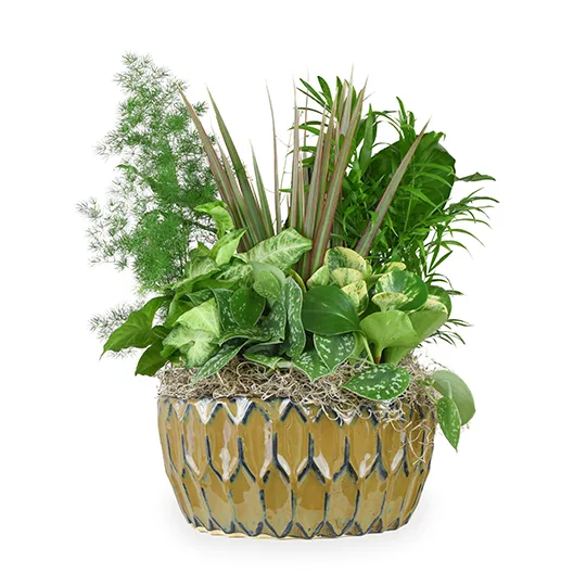 Dishgarden- Ceramic Dishgarden- Ceramic