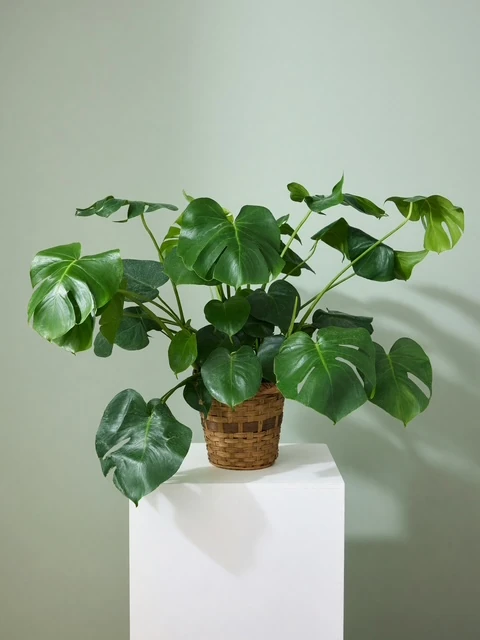 Plants collection Plants collection