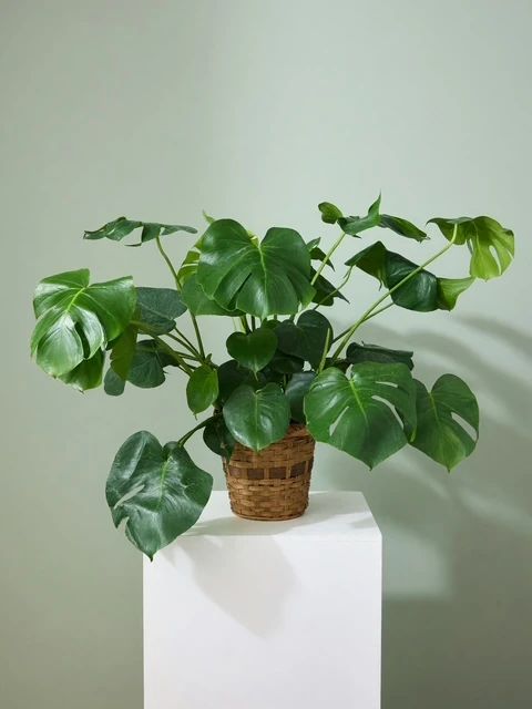 Plants collection