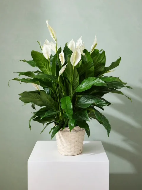 Peace Lily Plant Peace Lily Plant