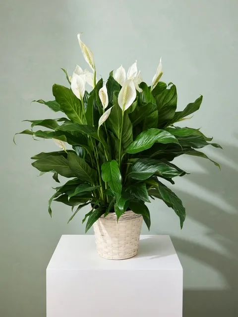 Peace Lily Plant