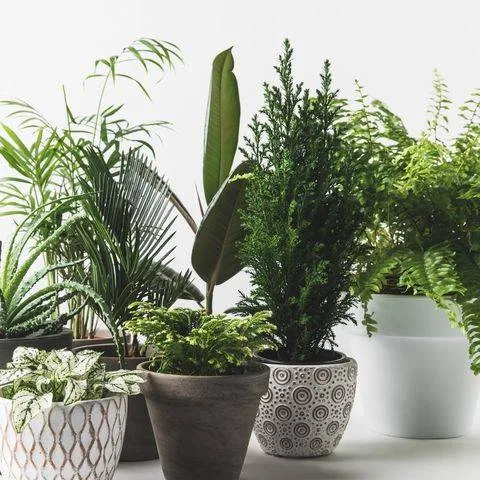 12 Month Plant Plan Flower Subscription 12 Month Plant Plan Flower Subscription