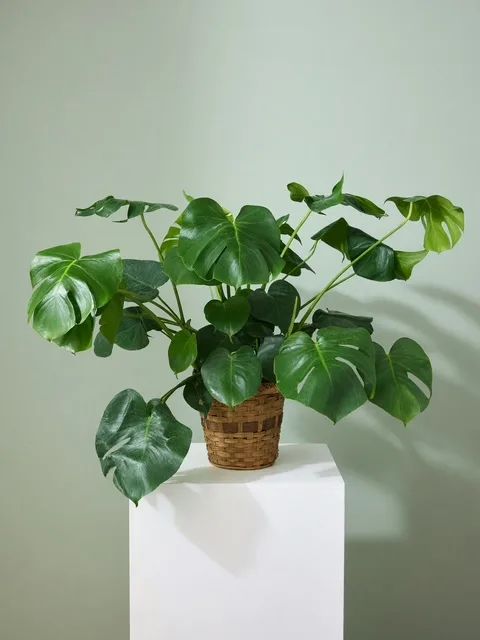 Monstera Plant