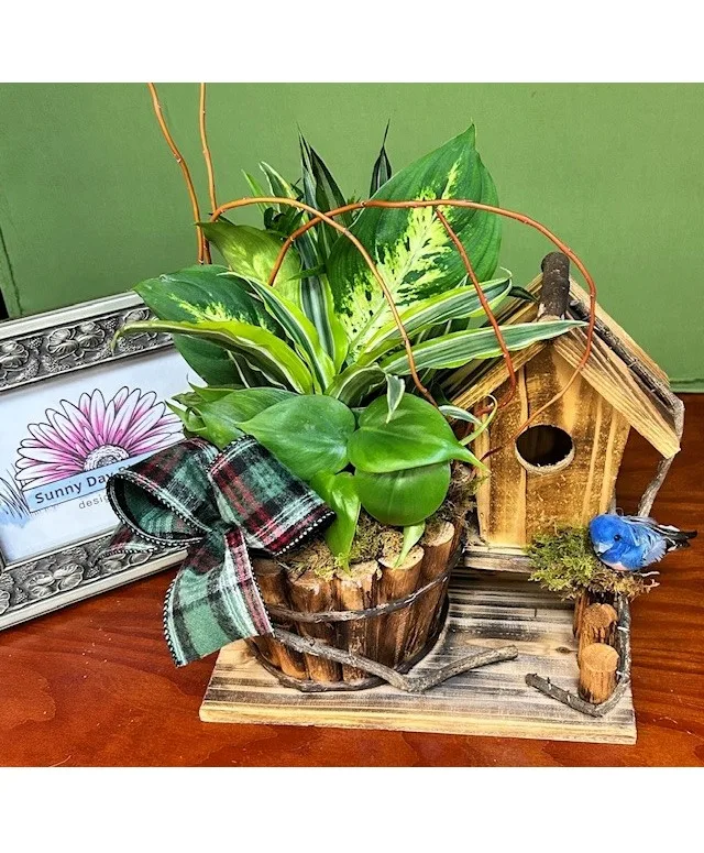 Blue Skies Planter Dishgarden Blue Skies Planter Dishgarden