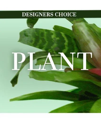 Designer's Choice Plant Designer's Choice Plant