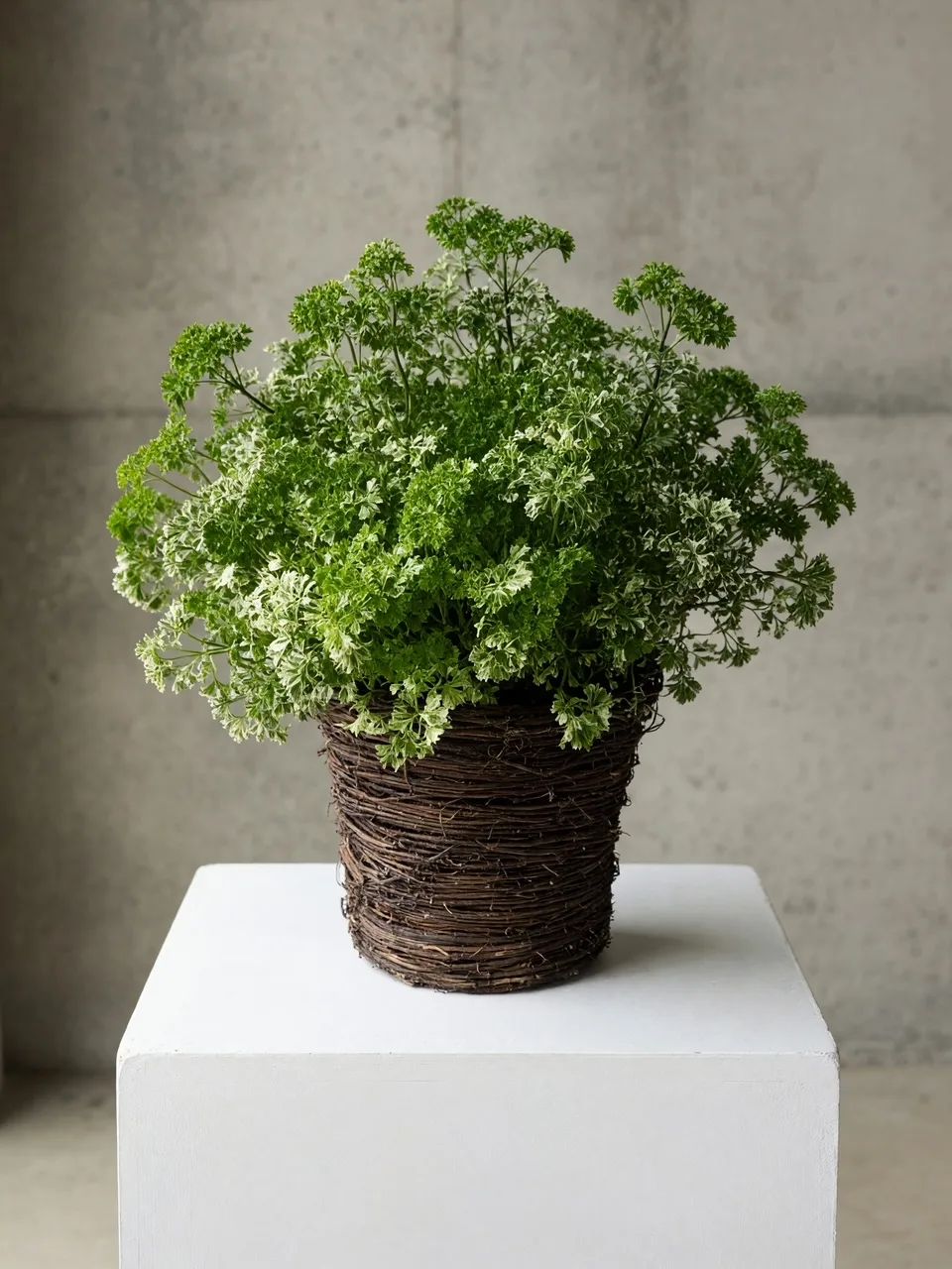 Snowflake Aralia Plant