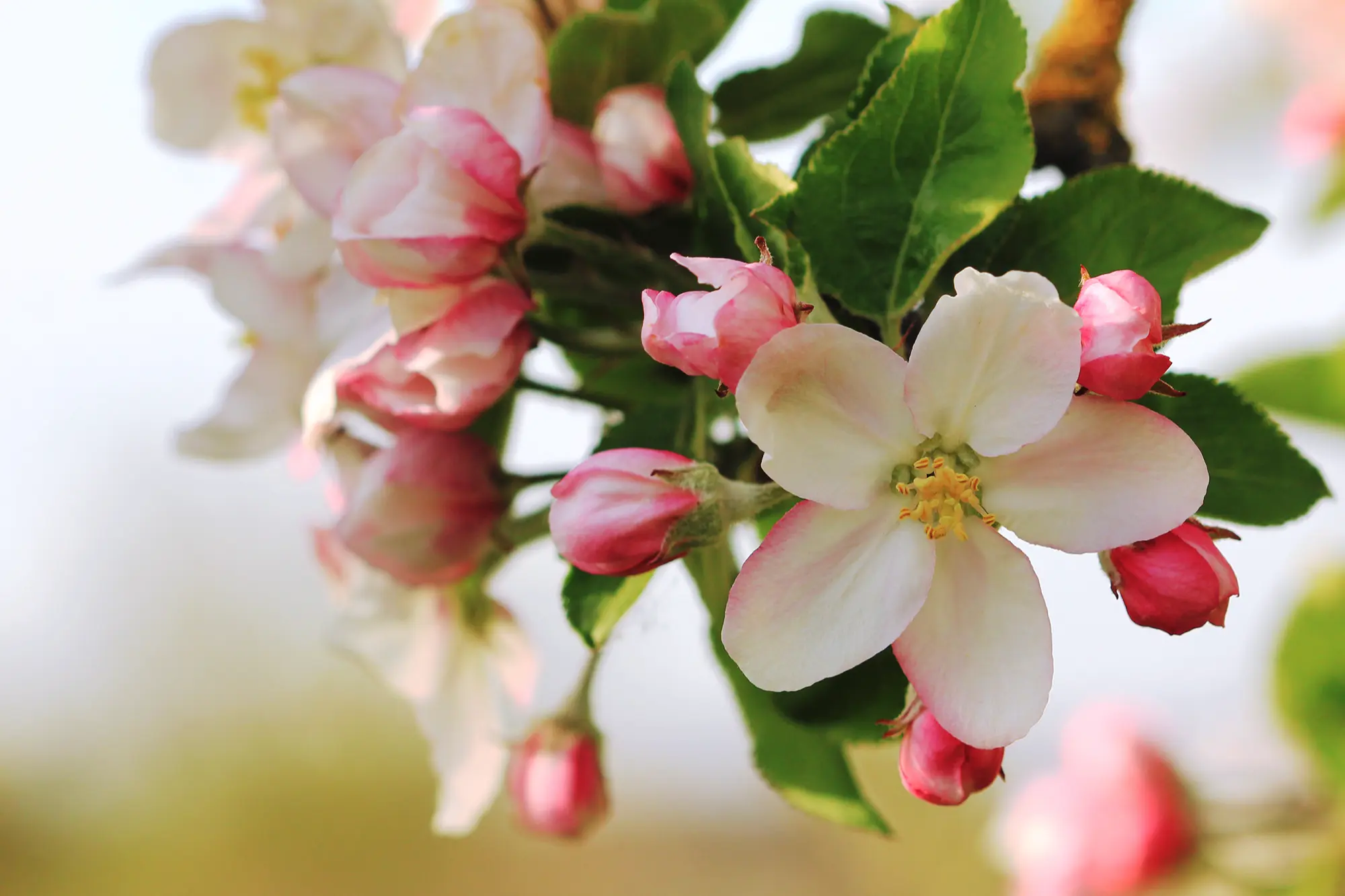 Featured flowers Featured flowers
