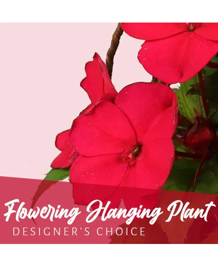 Flowering Hanging Plant Designer's Choice Flowering Hanging Plant Designer's Choice