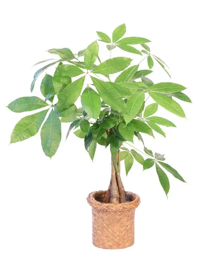 Money Tree House Plant Money Tree House Plant