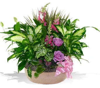 Dish Garden Deluxe Dish Garden Deluxe