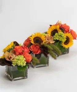 Autumn Trio