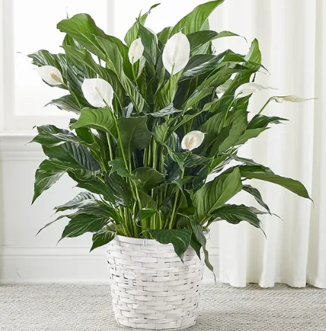 Spathiphyllum 10" Spathiphyllum 10"