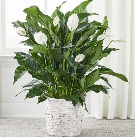 Spathiphyllum 10"
