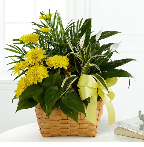 Loving Light Dishgarden Loving Light Dishgarden
