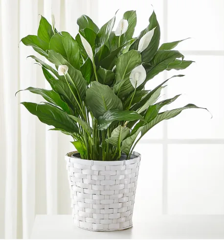 Spathiphyllum 8" Spathiphyllum 8"
