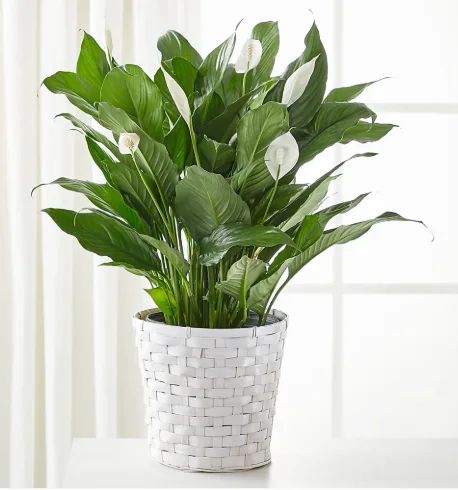 Spathiphyllum 8"